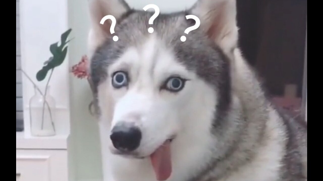 if you don't laugh, you should see a doctor 3 && confusing animal