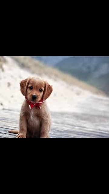 Cachorrito pelea con su reflejo!