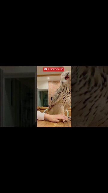 Olha que que Coruja Linda! #shorts