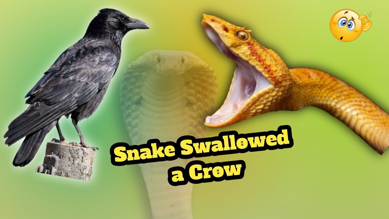 Snake Swallowed a Crow | Sept World