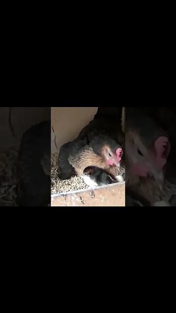 NEW HATCHLING. Newborn chick with mum and chicks still in eggs!