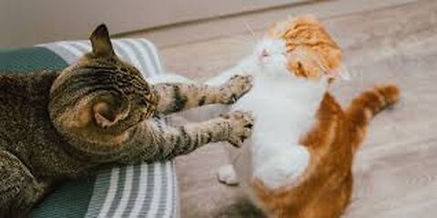 cats fighting😂😂 #cat #funny #pets