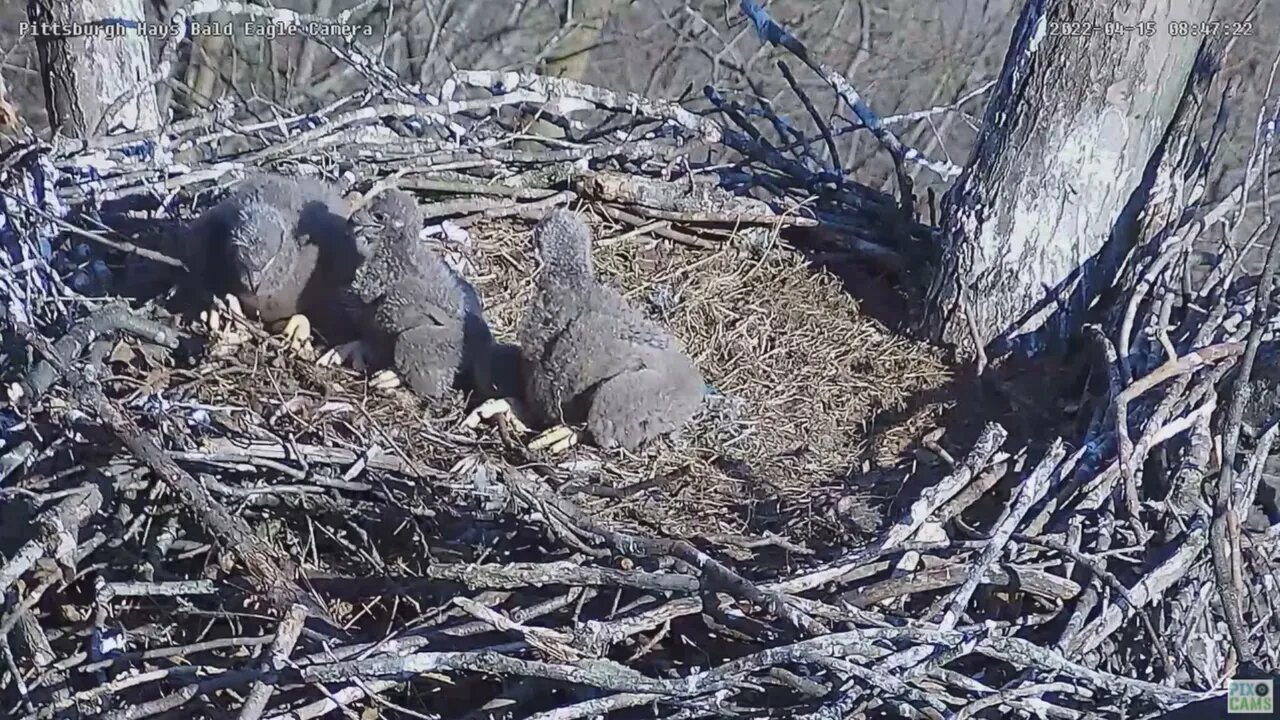 Hays Bald Eagles H16 H17 H18 Grabbing a Piece of Food from each other 2022 04 15 846am