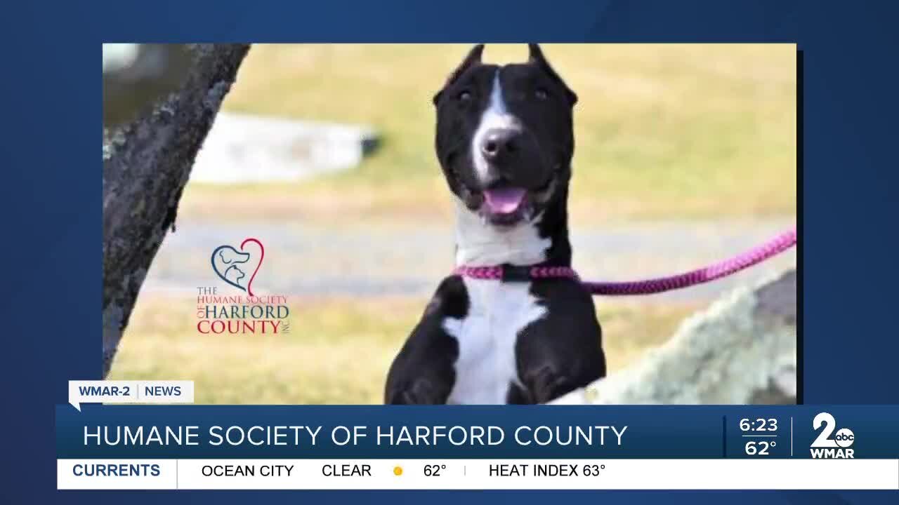 Onyx the dog is up for adoption at the Humane Society of Harford County