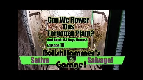 Sativa Salvage Ep 10 "Finish Line!" 🏆🦅🏁🤘🏻✌🏻🔥💨🔨 #MAC1 #WEBBGRO #GEEKLIGHT #VIVOSUN #FLORAFLEX