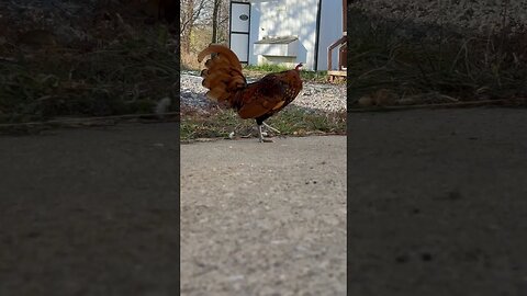 Carlos the Rooster #chicken #homestead #homesteading