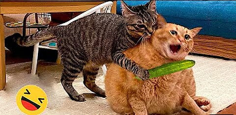 World's Most Obedient Cat - Aaron's Animals