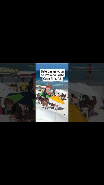Cabo Frio, RJ [ Praia do Forte] Balé das gaivotas #shorts