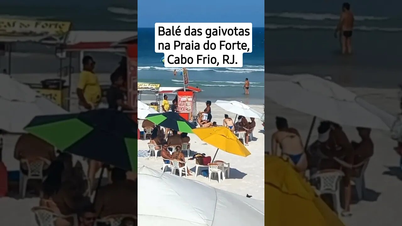 Cabo Frio, RJ [ Praia do Forte] Balé das gaivotas #shorts