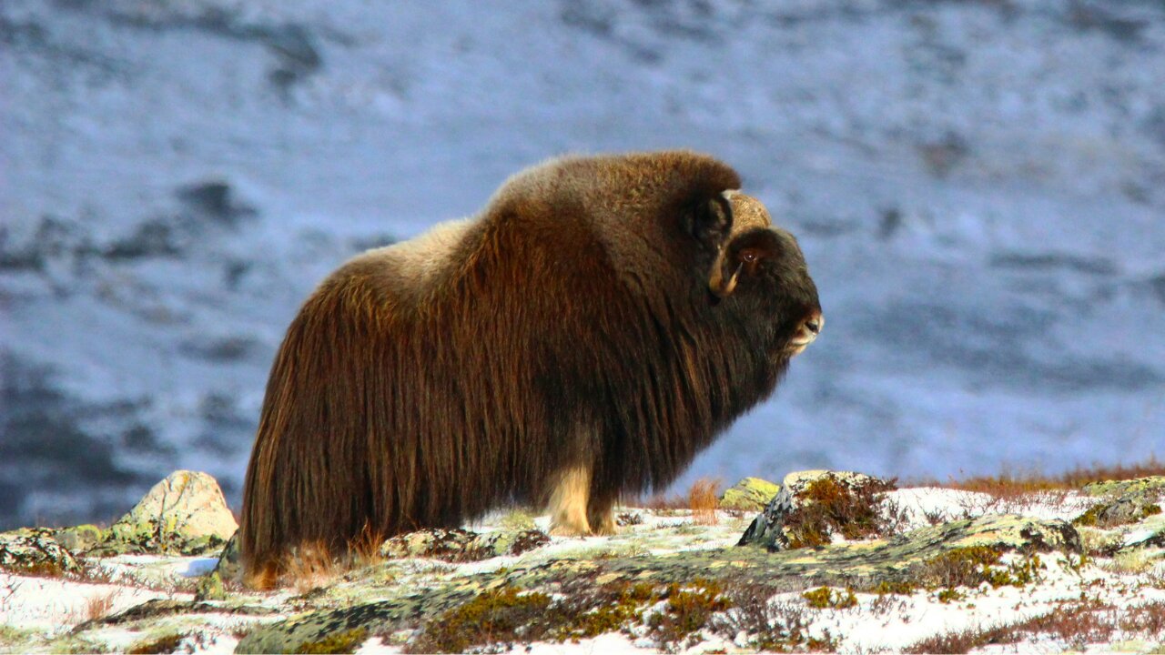 What Muskox Think