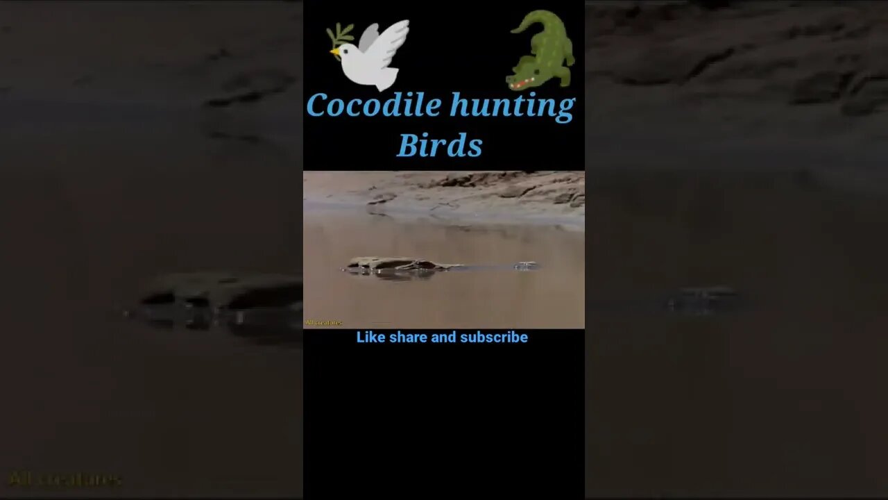 Cocodile hunting bird 🐦#shorts #youtubeshorts #shortvideo