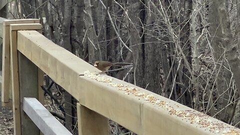 Female Cardinal