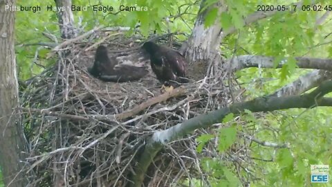 Hays Eagles H12 defends the nest from a Bug attack ! 2020 05 17 602am