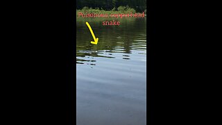 Poisonous copperhead snake, while canoeing