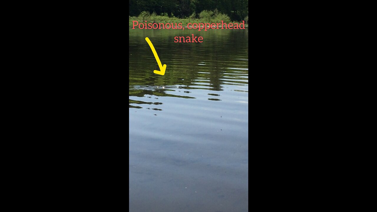 Poisonous copperhead snake, while canoeing