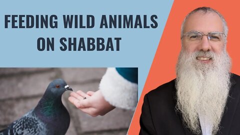 Mishna Shabbat Chapter 24 Mishnah 3 Feeding wild animals on Shabbat