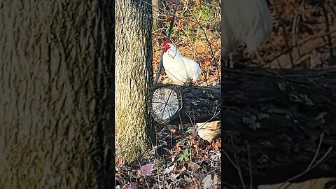 Little Man standing guard! #chicken #homestead Little Rooster big attitude!