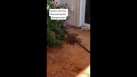 Rosie Discovers the Bougainvillea Bush