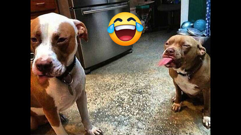 Funny animals 😂 best funniest dogs and cats