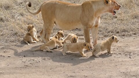 SO CUTE! Baby Lion Cubs Experience Their First Outdoor Adventure