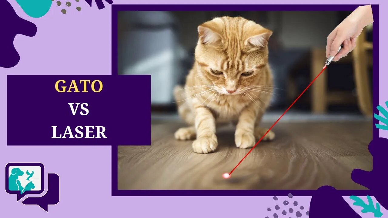 Por que os GATOS PERSEGUEM LASER?