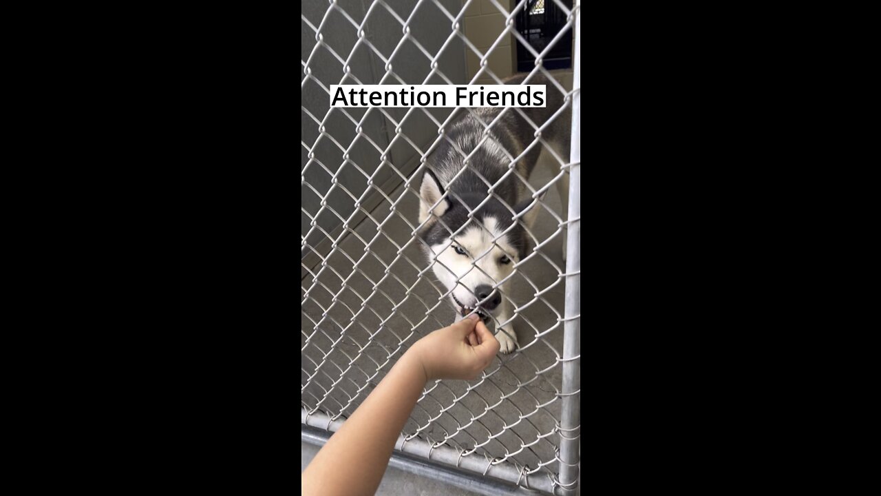Help us feed this shelter and promote adoptions