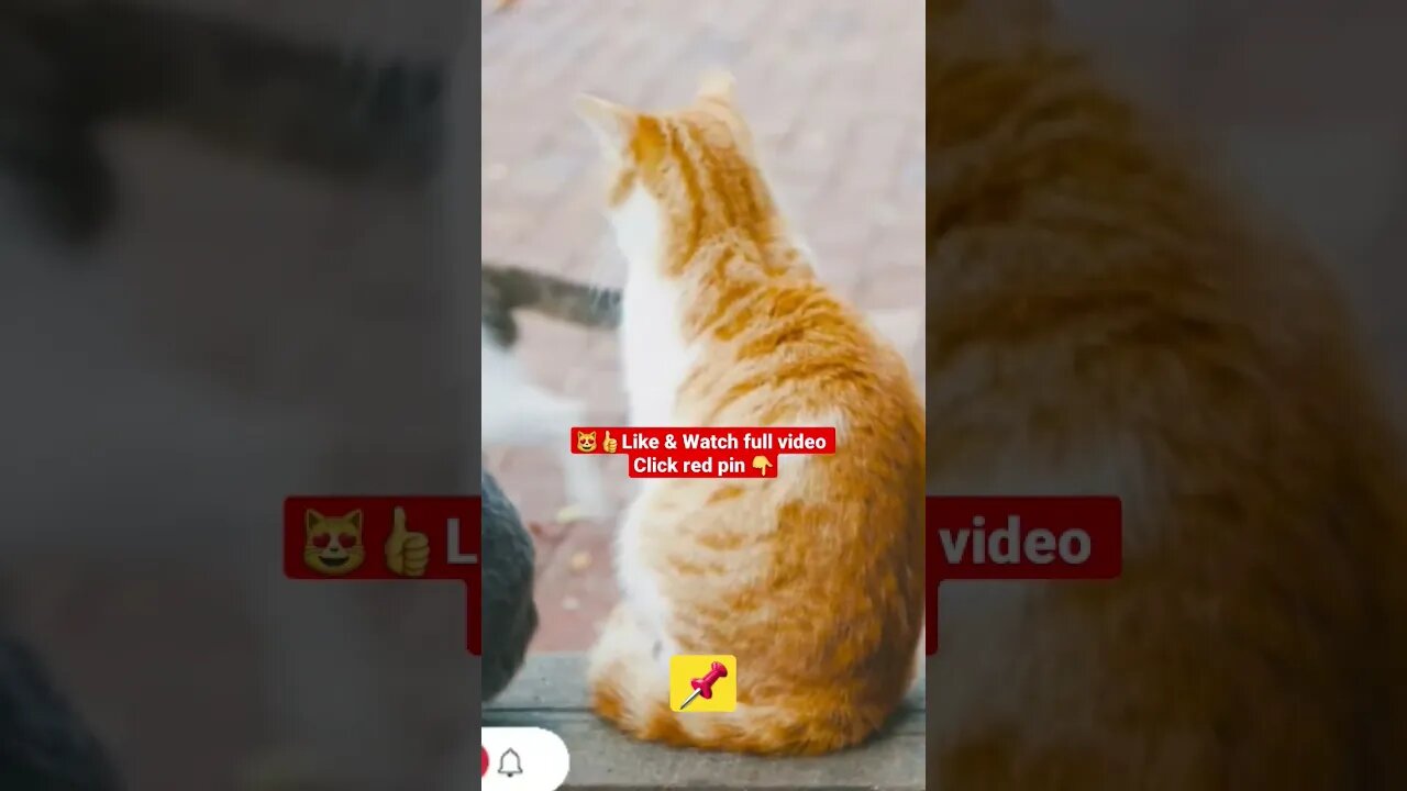 cute cat videos 😹funny videos 😂1325😻#shorts #catvideos #funnycatsvideos #cat #funny_cat #cutecat