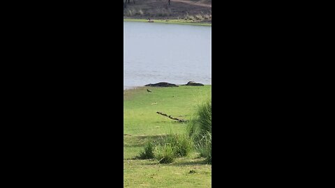 CROCODILE SUNBATH