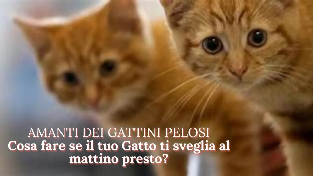 Cosa fare se il tuo Gatto ti sveglia al mattino presto? Consigli Pratici per posticipare la Sveglia