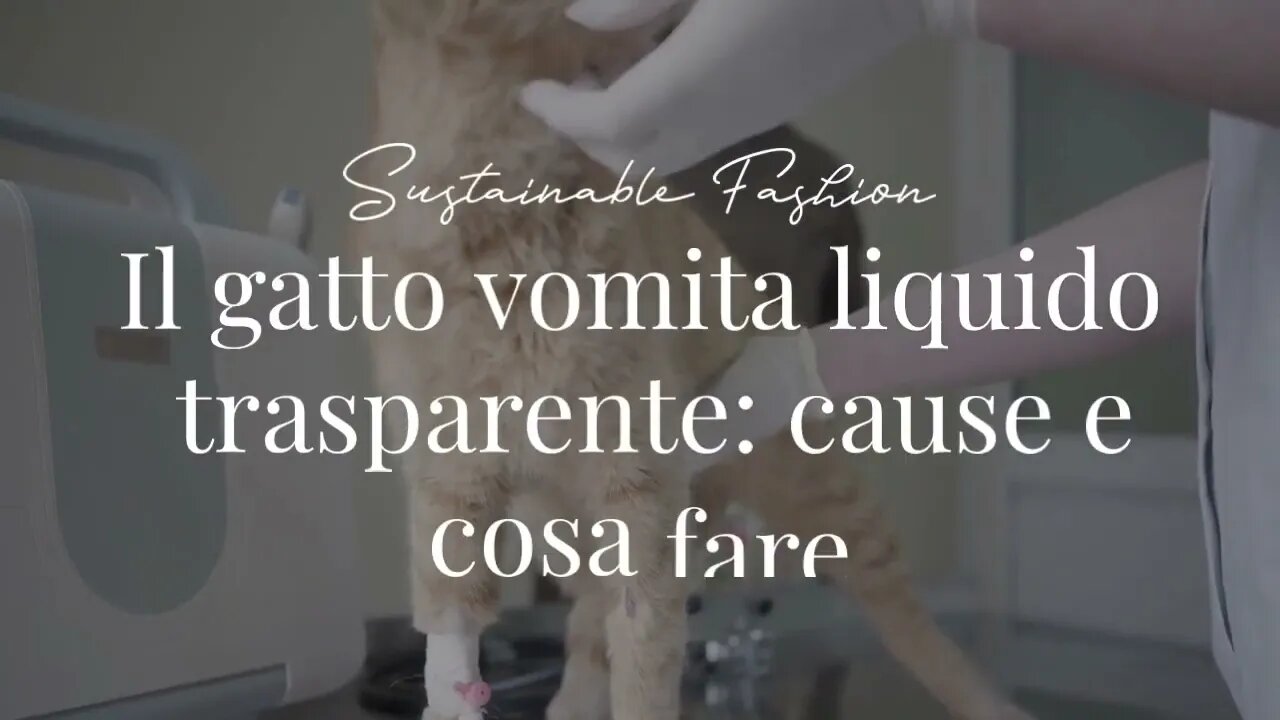 Il gatto vomita liquido trasparente: cause e cosa fare.