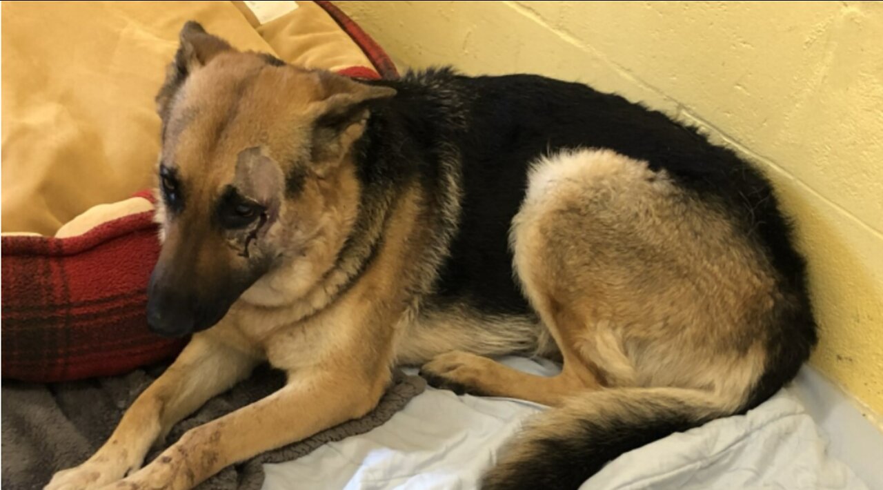 German Shepherd shot in face in Palm Beach County