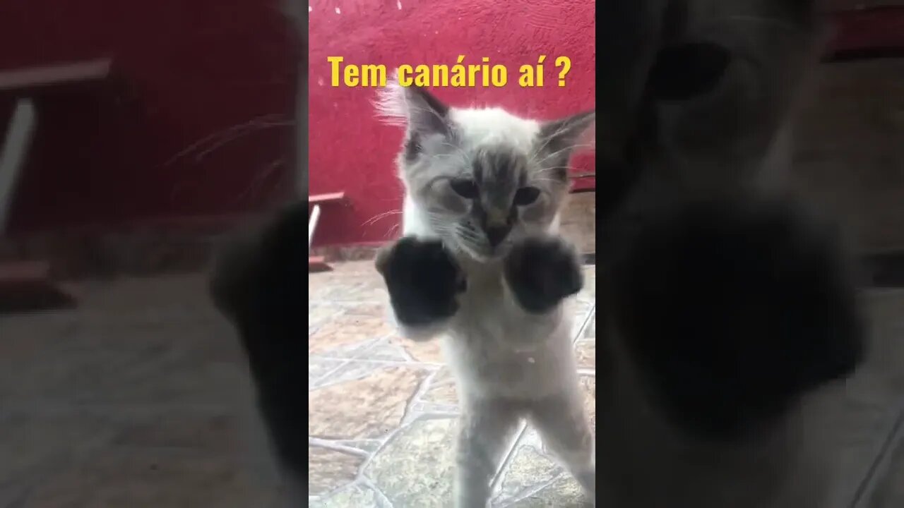 Tico querendo pegar sua gaiola !