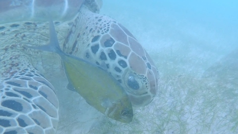 Little fish swims with big bodyguard