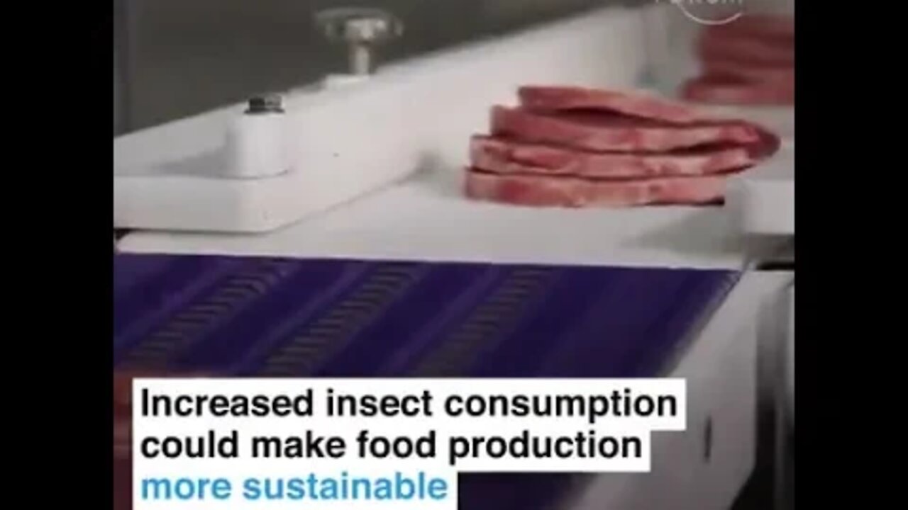 Alot Of Bug Eating Talk Going On