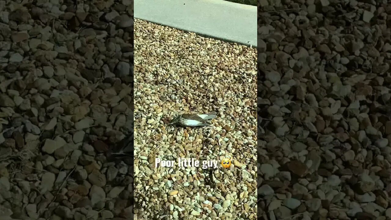 BIRD CRASHLANDED INTO WINDOW 🥺😣 #shorts #sad