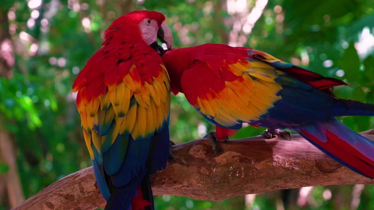 Two parrot brothers love each other 🥰