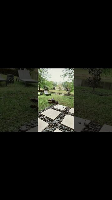 Super chill Rottweiler