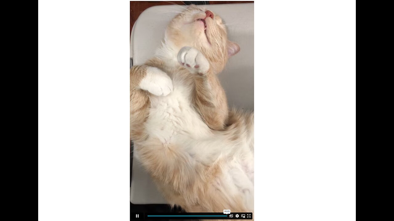 Close up of a cute cat sleeping on its back