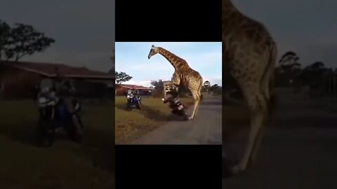 Giraffe- The Rider #shorts #animallover