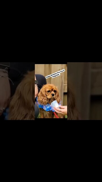 pup cup time for the birthday party.