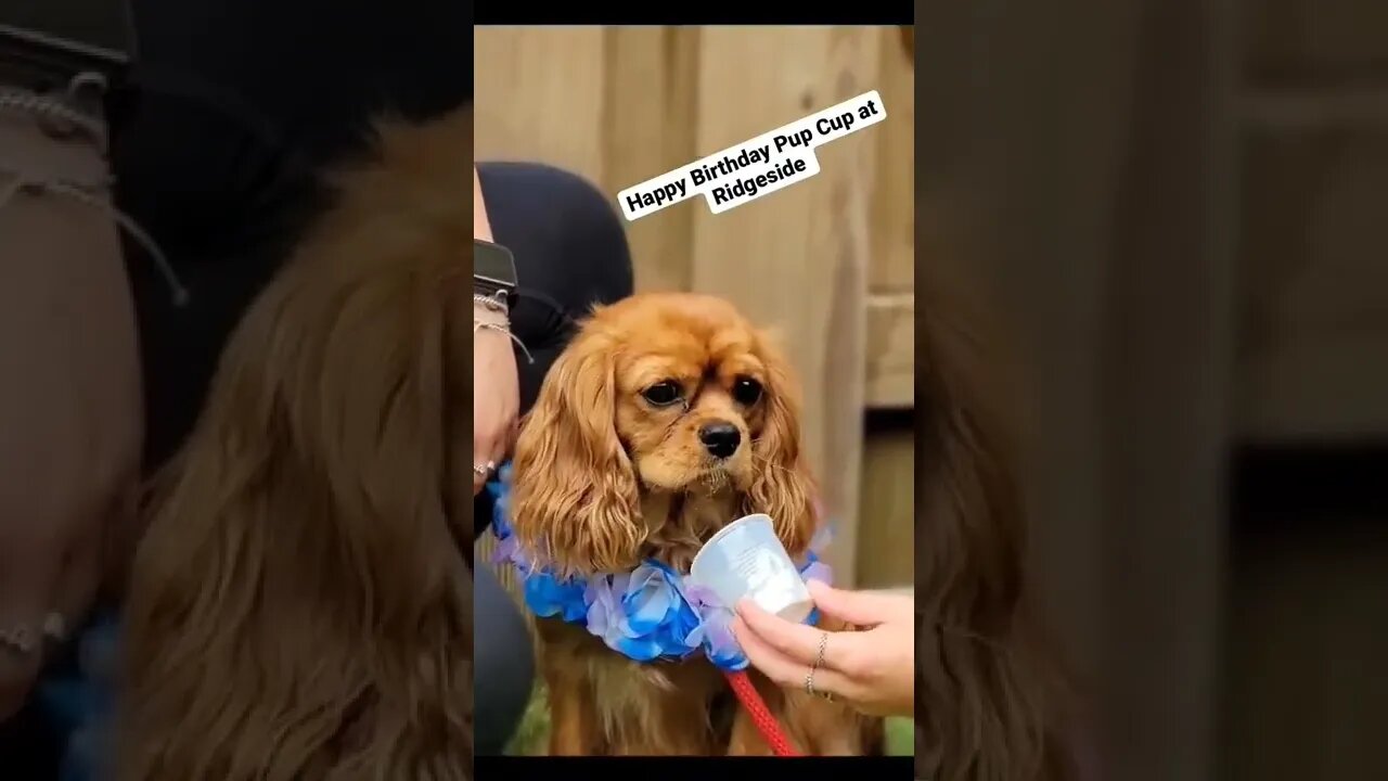 pup cup time for the birthday party.