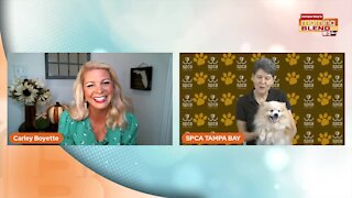 Paw it Forward Campaign | Morning Blend