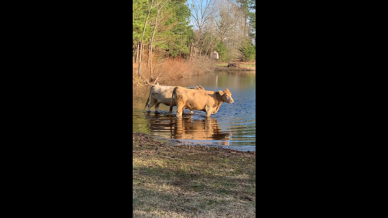 Bathing Cows