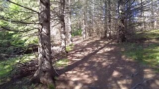 Walking by Dead Trees in the Forest