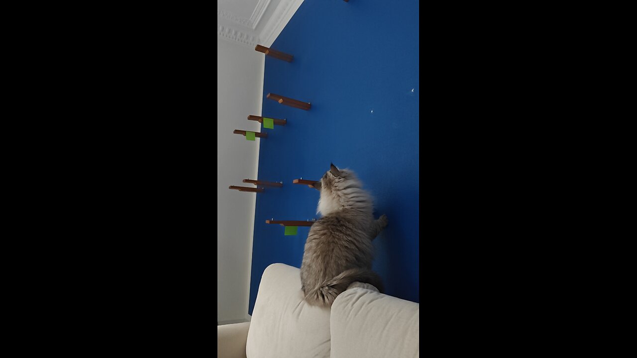 Confused/Sad Cat After Taking Down Cat Wall