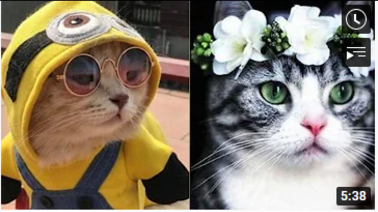 Funny Cats videos and Cute Cats Compilation Videos #32 #AWE Pets