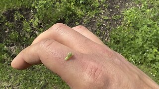 Caterpillar parkour