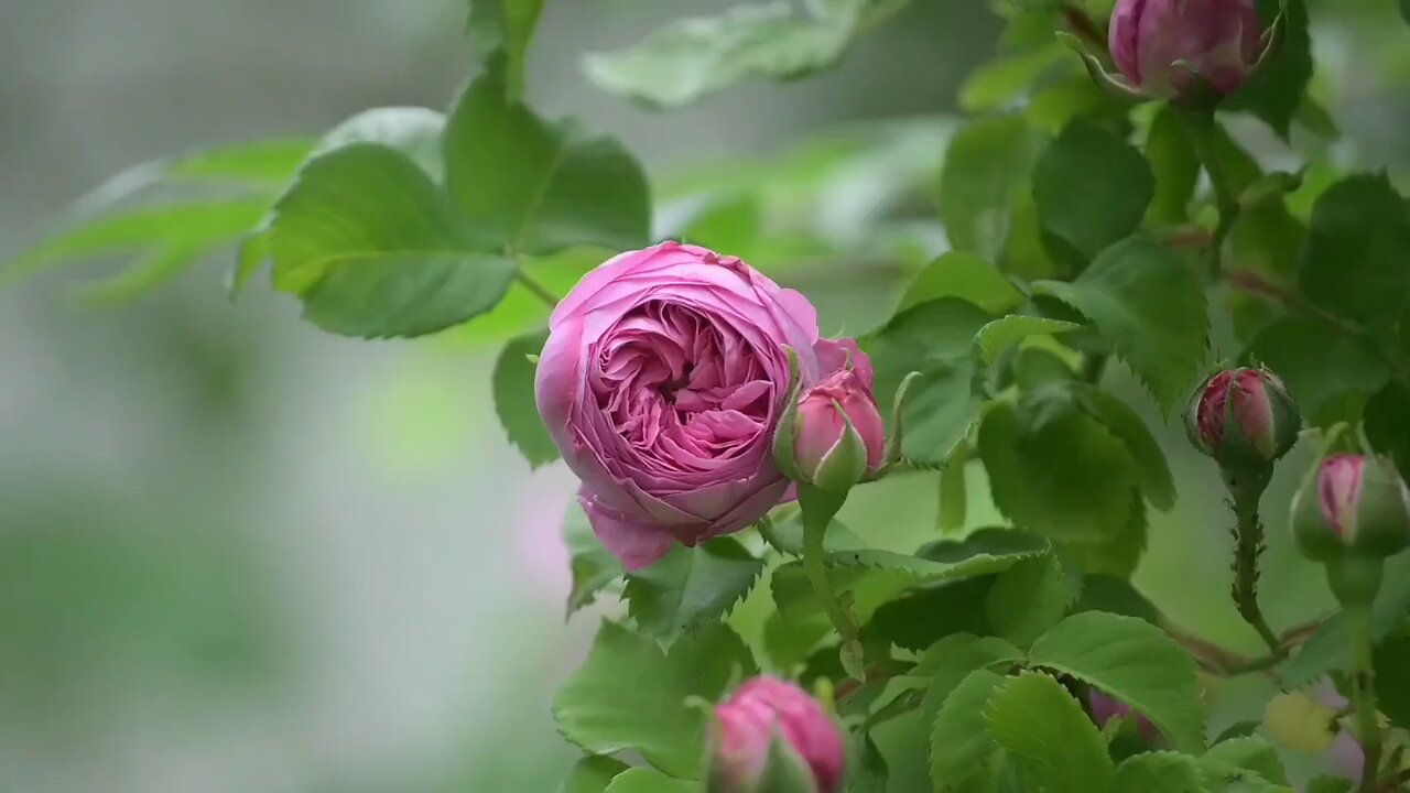pink rose flower || rose flower || rose || how to grow roses || red roses || rose 🥀
