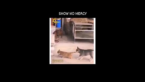 cat gym