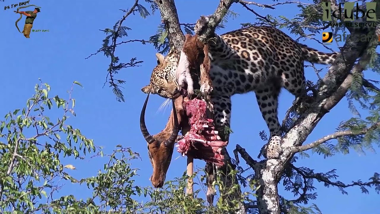 Young Leopard Eats An Impala As Hyenas Circle Below